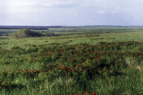Український степовий природний заповідник