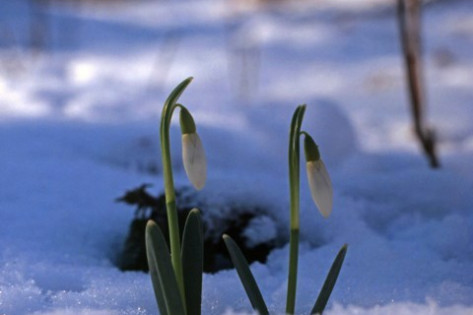 Заклик до любителів весняних квітів від нацпарку “Голосіївський”