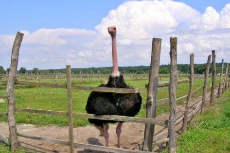 Синявська страусина ферма