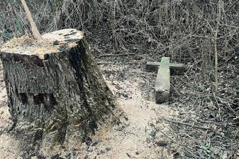 На Вінничині заради дров сплюндрували старий цвинтар (фото)