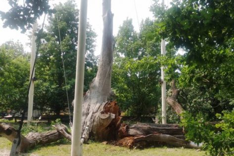 Знаменитий 700-річний Запорізький дуб втратив свою останню живу гілку