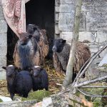 отроків_вівці2
