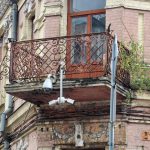 хвойка6